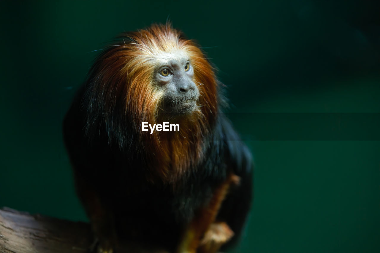 Adult golden lion tamarin monkey gets a close up while perched on a tree limb in the forest