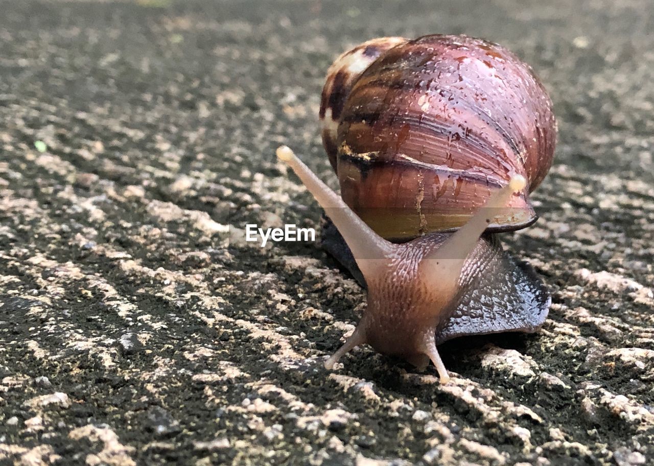 CLOSE-UP OF SNAIL IN A FOREST