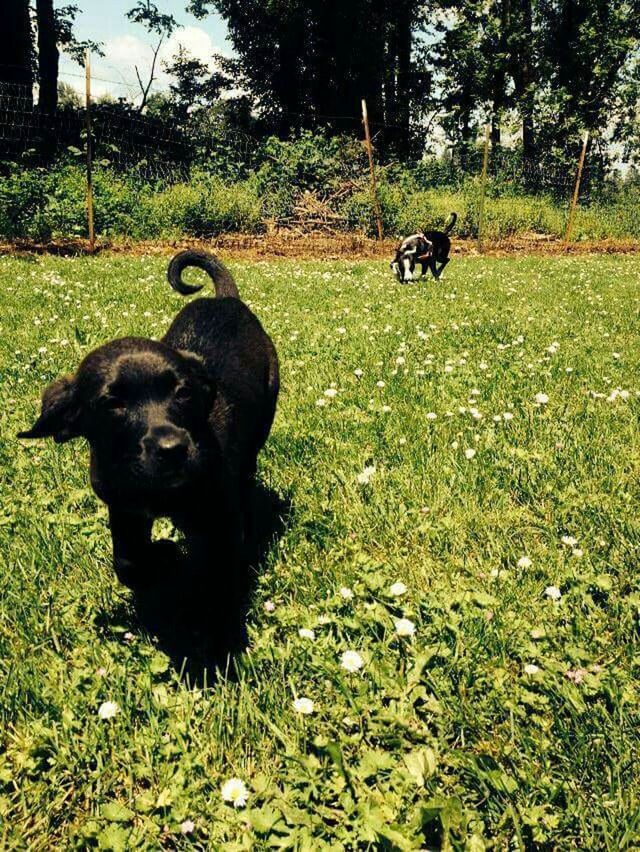 DOG RELAXING ON GRASSY FIELD