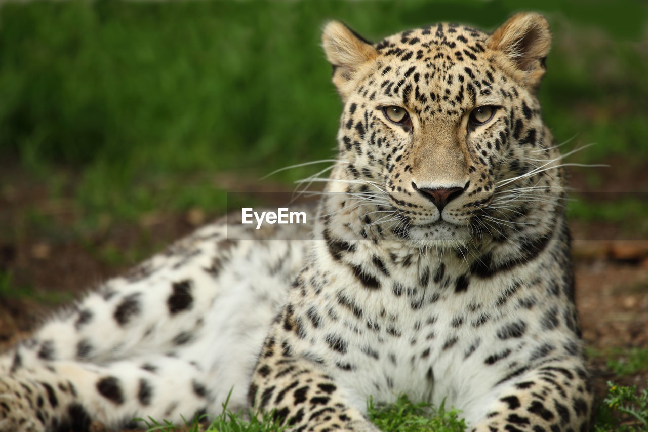 Close-up of leopard