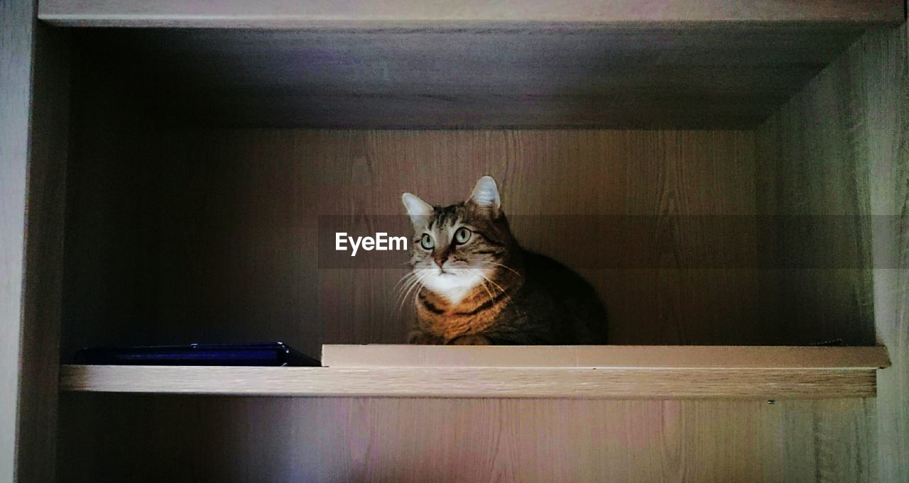 Cat resting on shelf