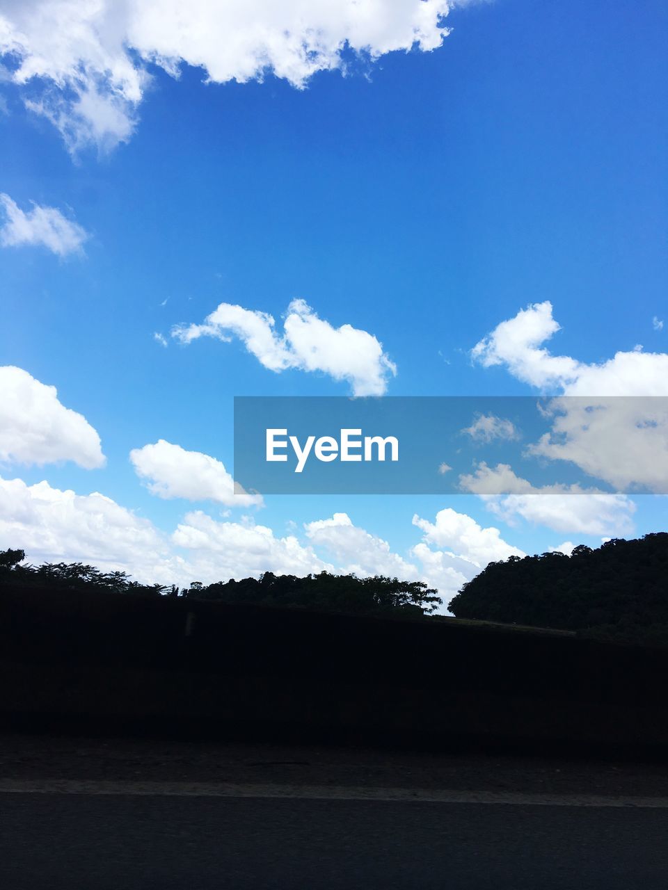 TREES AGAINST SKY