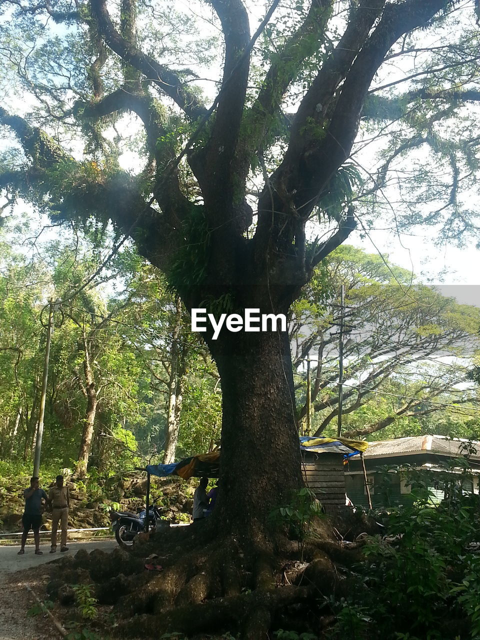 TREES IN PARK