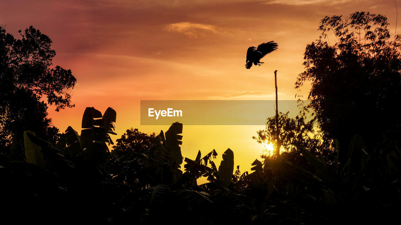 SILHOUETTE TREES AGAINST SKY