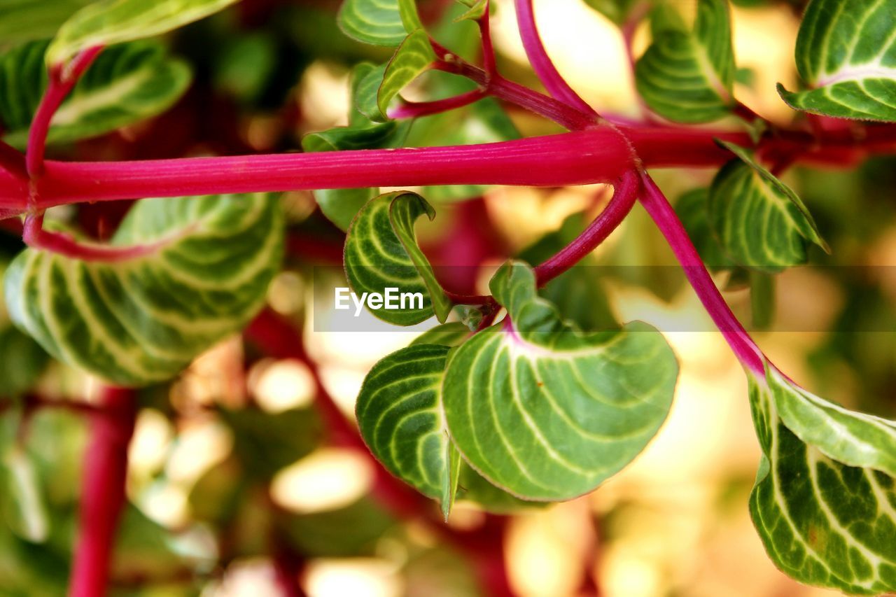 Close-up of fresh green plant