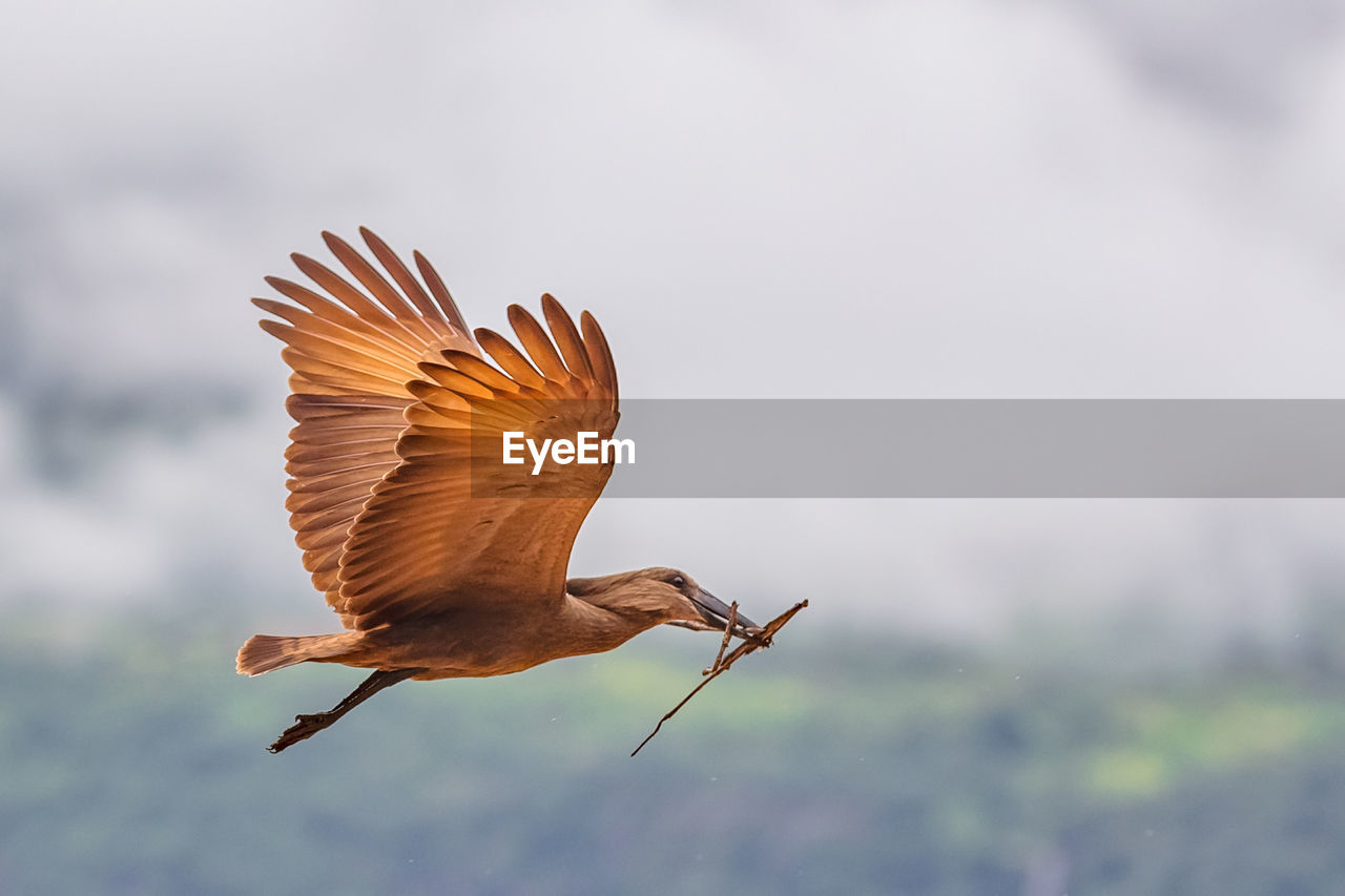 The hamerkop - scopus umbretta-. the only living species in the genus scopus and the family scopidae