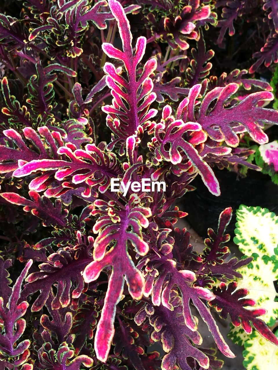 CLOSE-UP OF PINK PLANTS