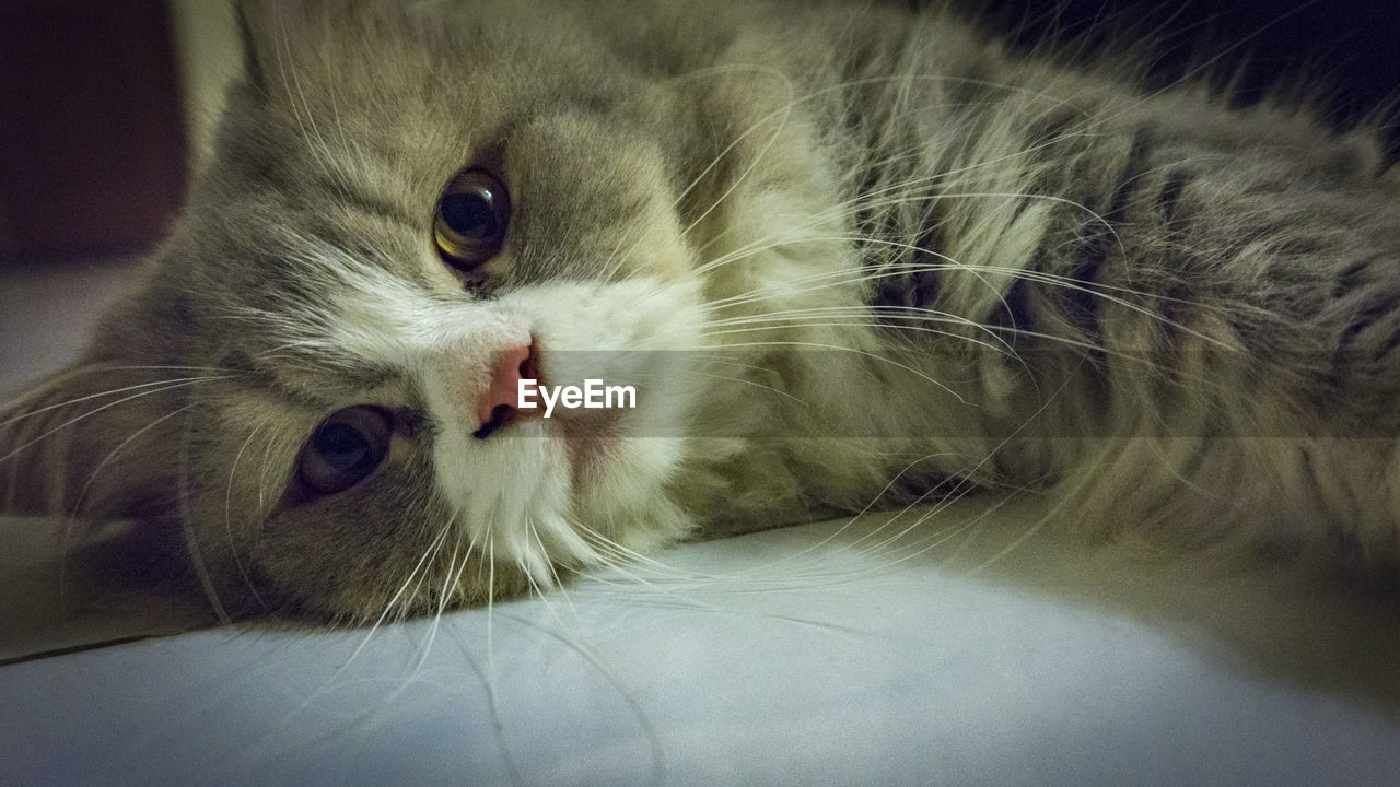 CLOSE-UP PORTRAIT OF CAT ON FLOOR