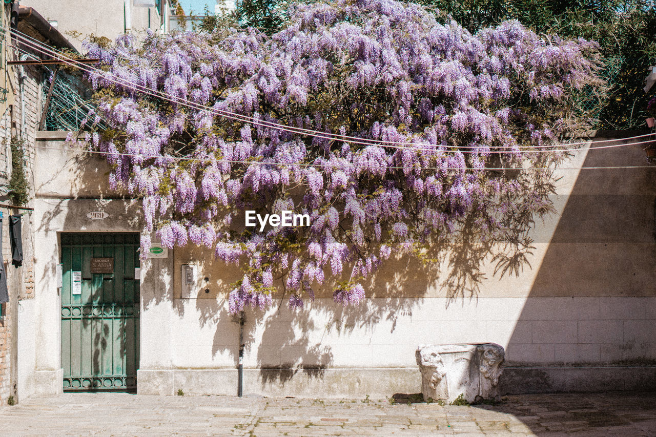 Low angle view of building with tree growing over wall. 