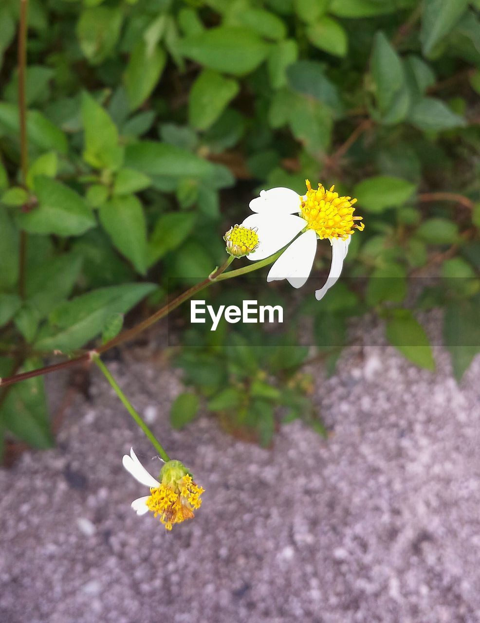 CLOSE-UP OF YELLOW FLOWERS BLOOMING