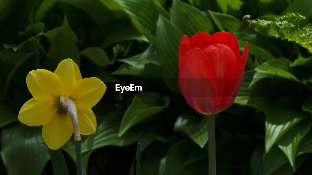 CLOSE-UP OF RED FLOWER