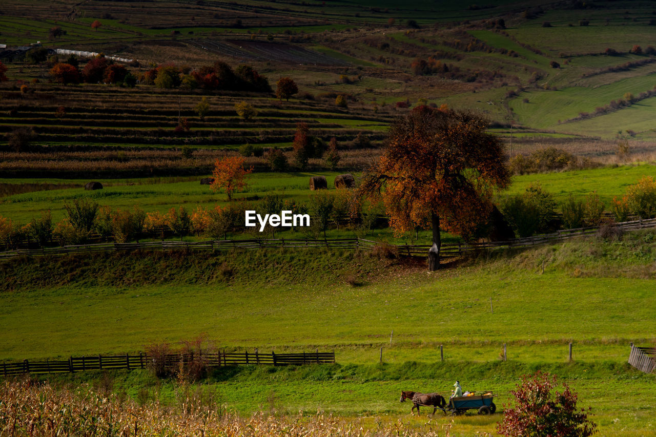 Autumn colors in apuseni mountains romania