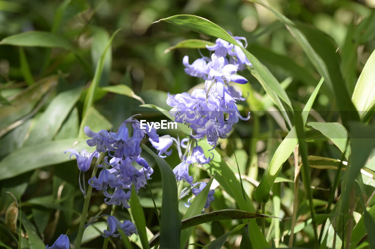 Close-up of purple flowers blooming outdoors