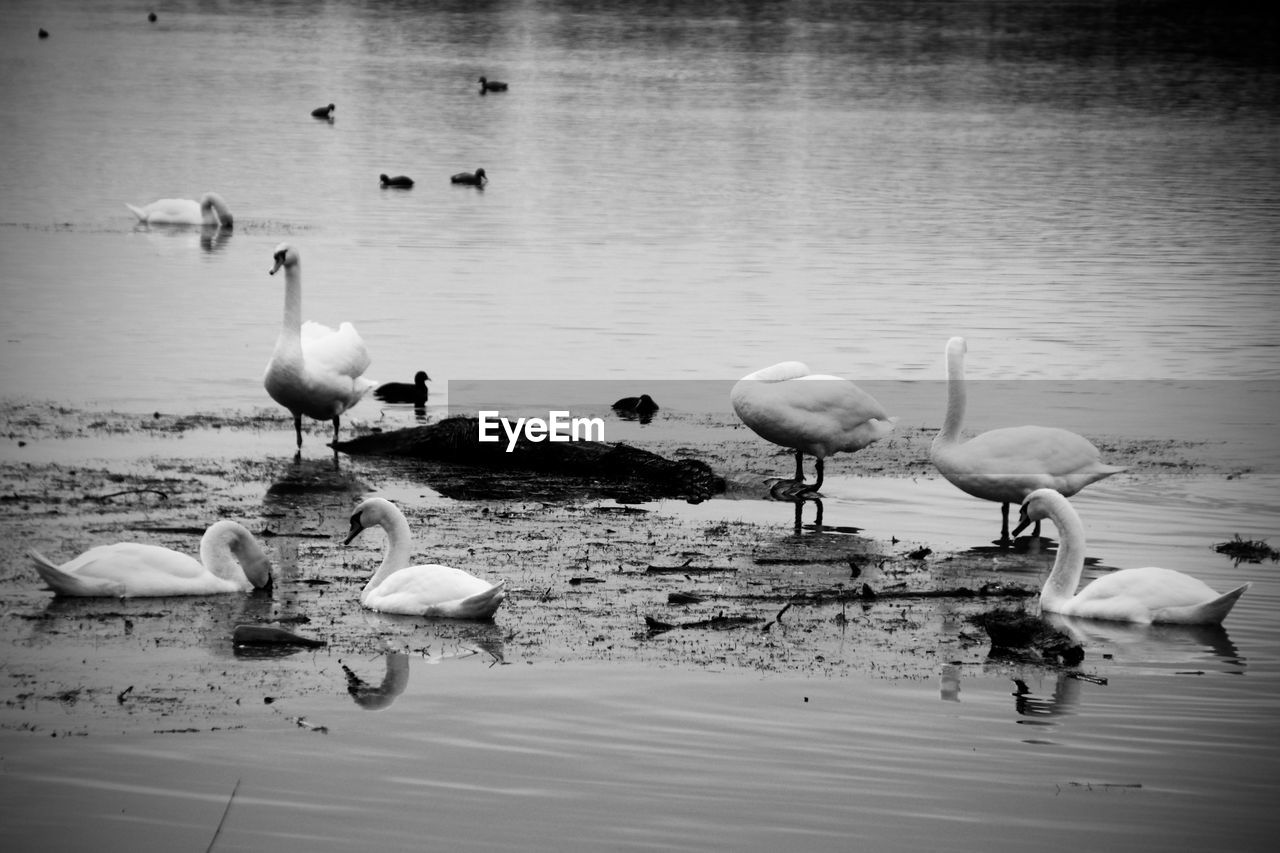 FLOCK OF SEAGULLS ON LAKE