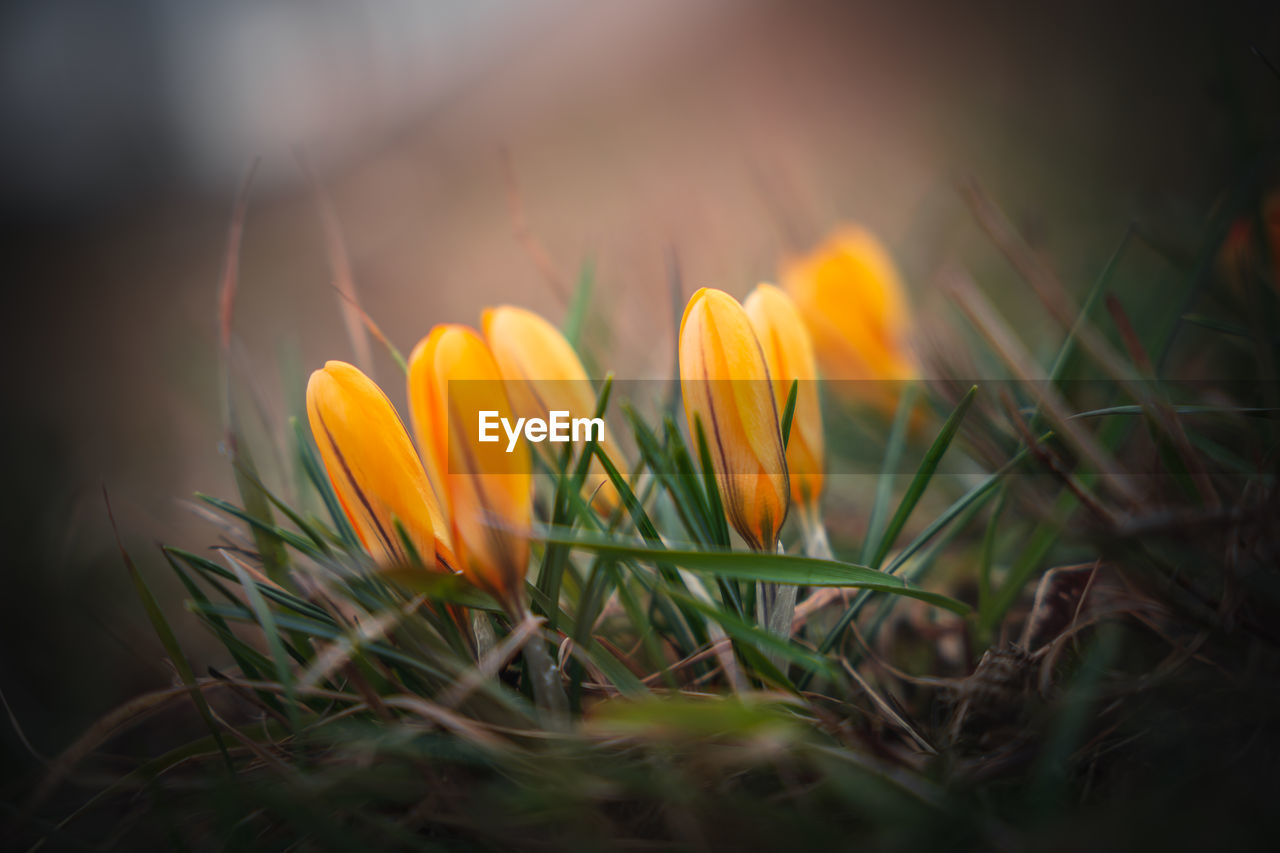 plant, flower, flowering plant, beauty in nature, yellow, freshness, growth, nature, macro photography, close-up, fragility, sunlight, selective focus, no people, grass, land, petal, flower head, springtime, green, field, outdoors, crocus, inflorescence, leaf, landscape, orange color, blossom, day, meadow, botany, plain, environment