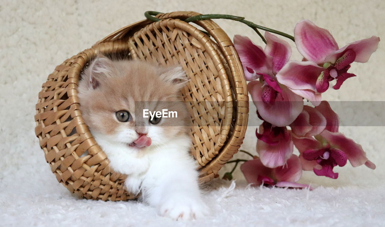 CLOSE-UP OF CAT WITH PINK FLOWERS