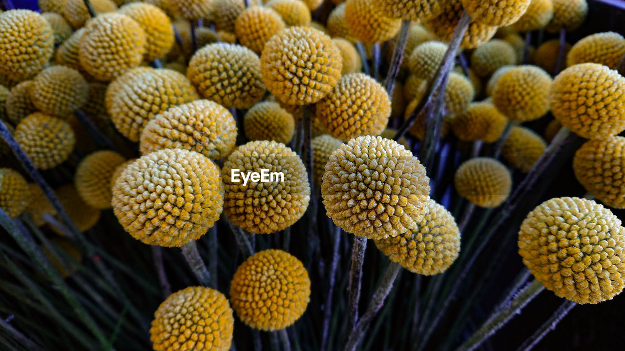 Close-up of yellow plants