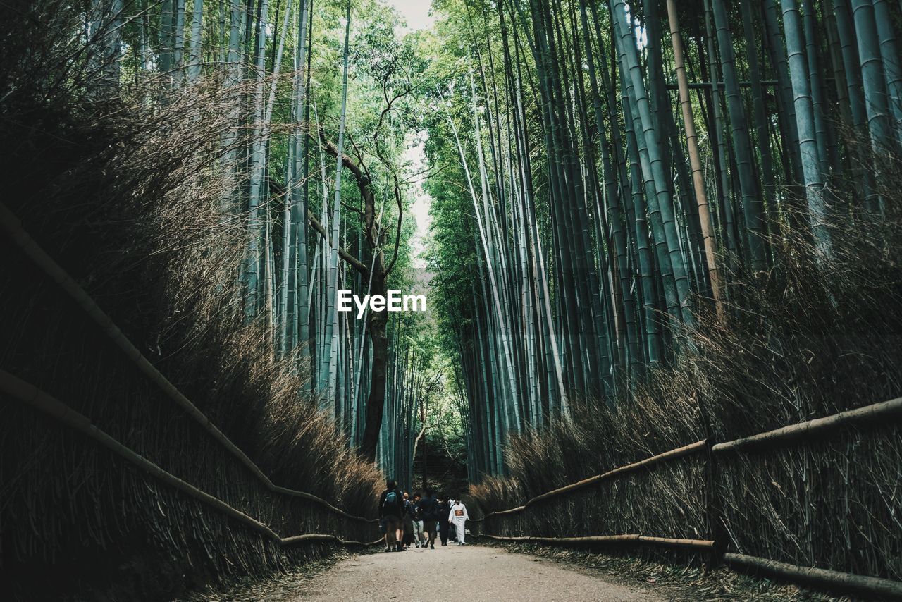 Rear view of people walking in bamboo forest