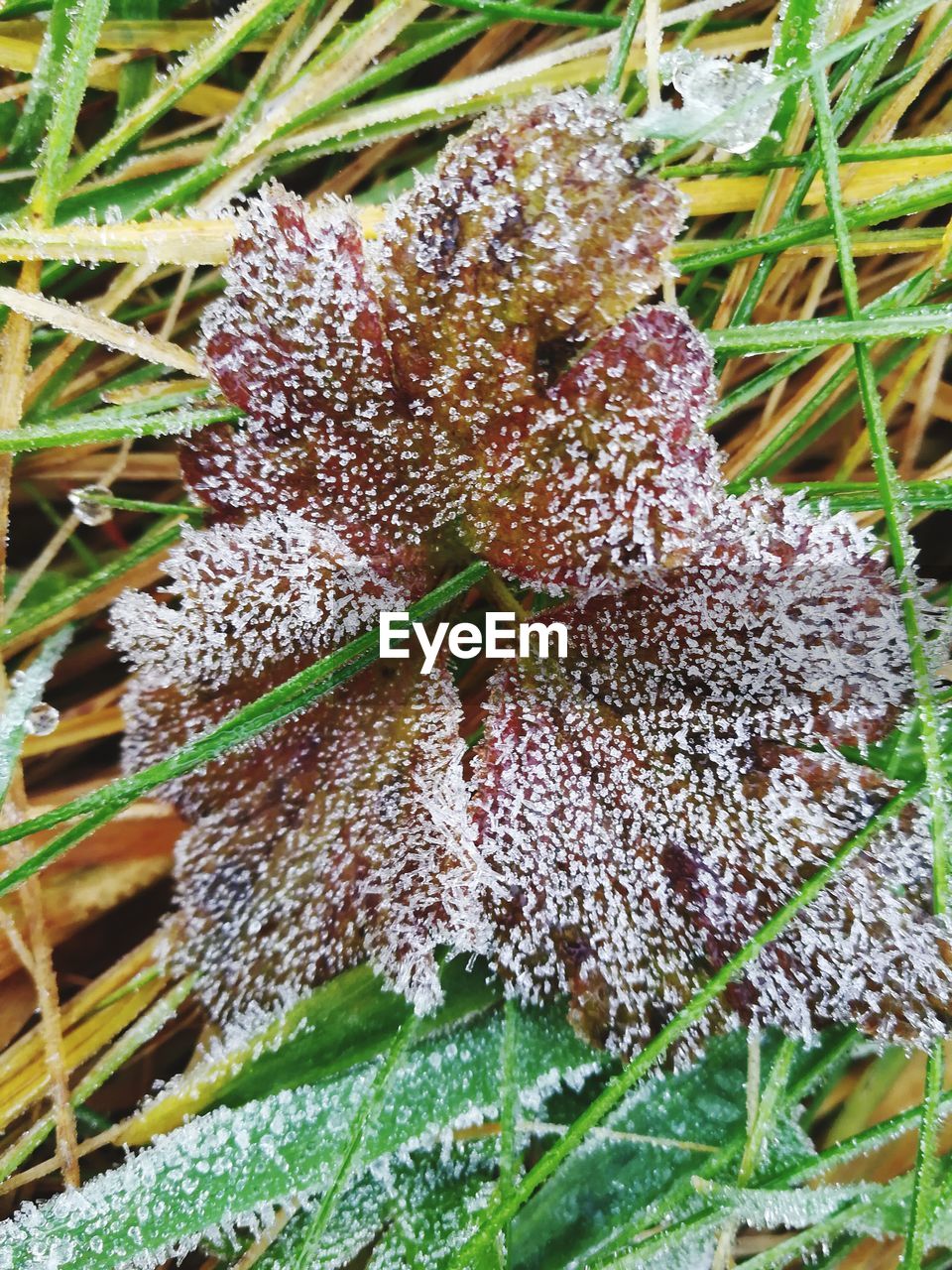 CLOSE-UP OF PLANT GROWING ON SNOW FIELD