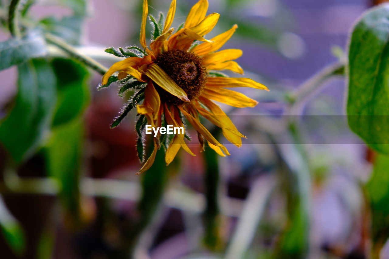 flower, flowering plant, plant, beauty in nature, freshness, nature, flower head, growth, close-up, animal wildlife, petal, insect, macro photography, fragility, yellow, animal, animal themes, bee, wildflower, inflorescence, one animal, wildlife, focus on foreground, no people, summer, outdoors, botany, selective focus, pollen, pollination, honey bee, food, environment, day