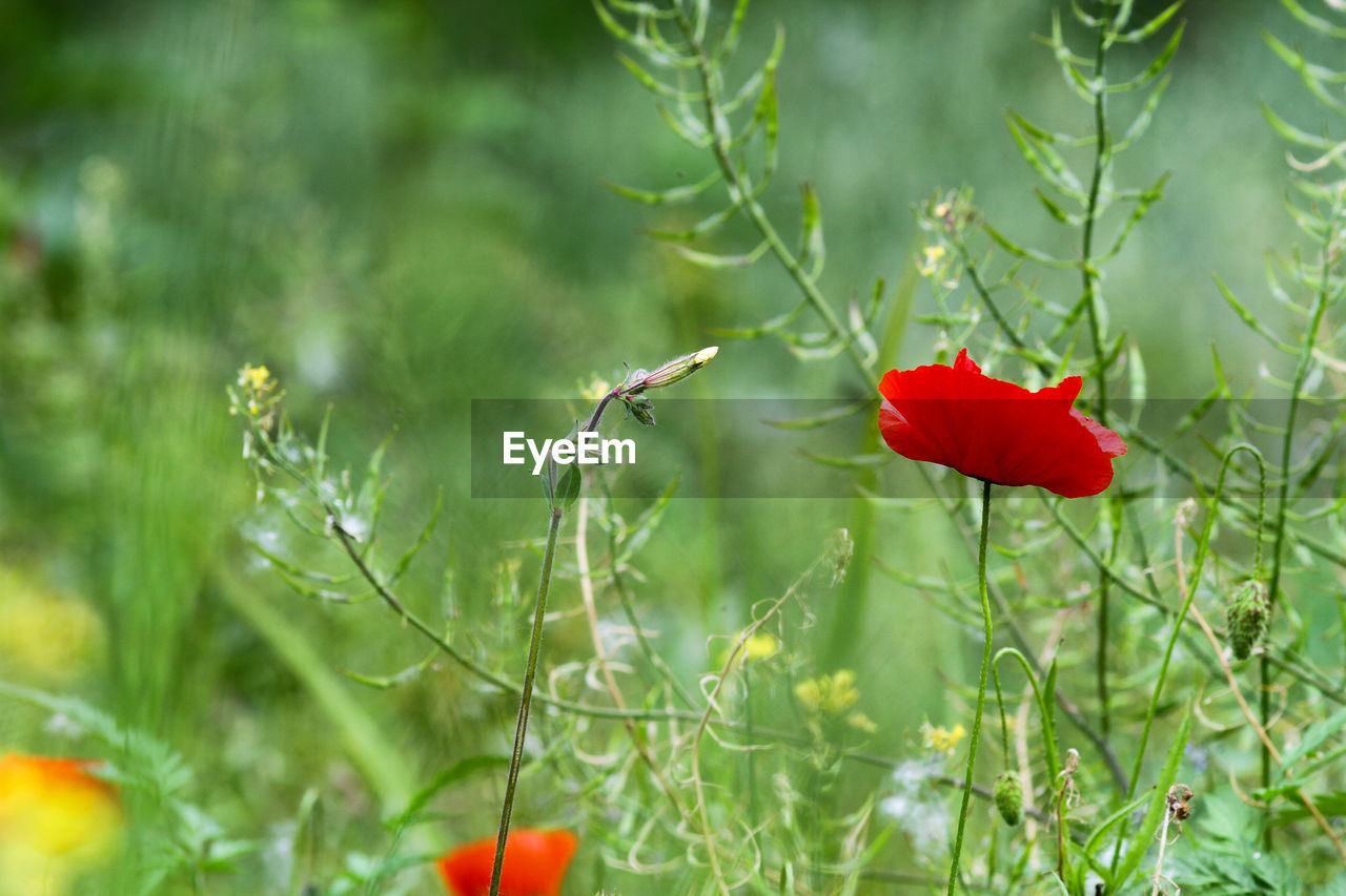 Focus on red poppy in the middle of a green field out of focus.