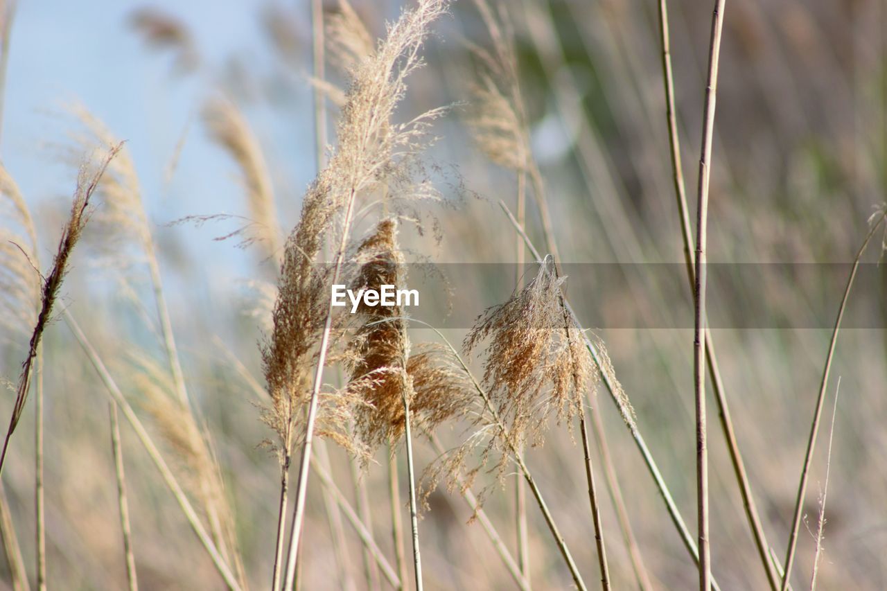 Close-up of wheat field