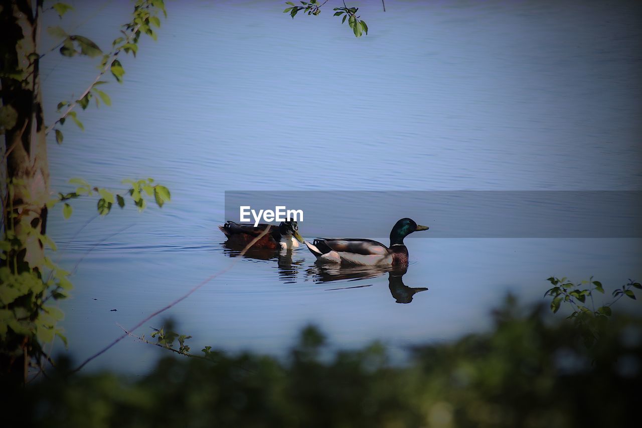 DUCKS SWIMMING ON LAKE