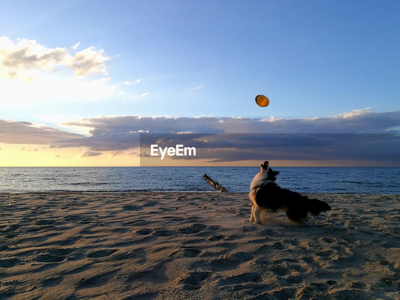 DOG PLAYING WITH BALL ON BEACH AGAINST SKY