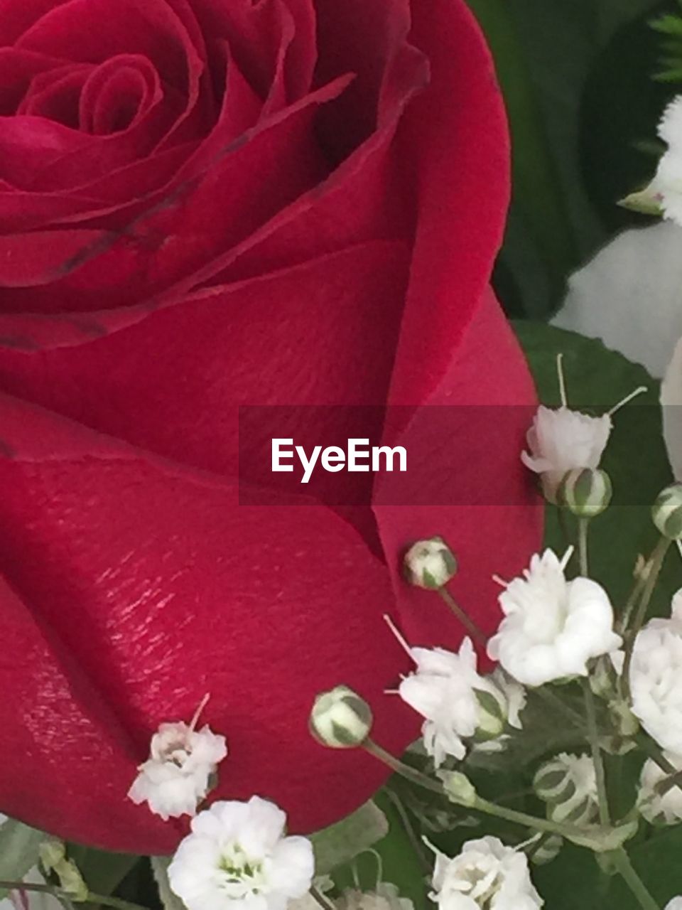 CLOSE-UP OF FRESH FLOWER BOUQUET