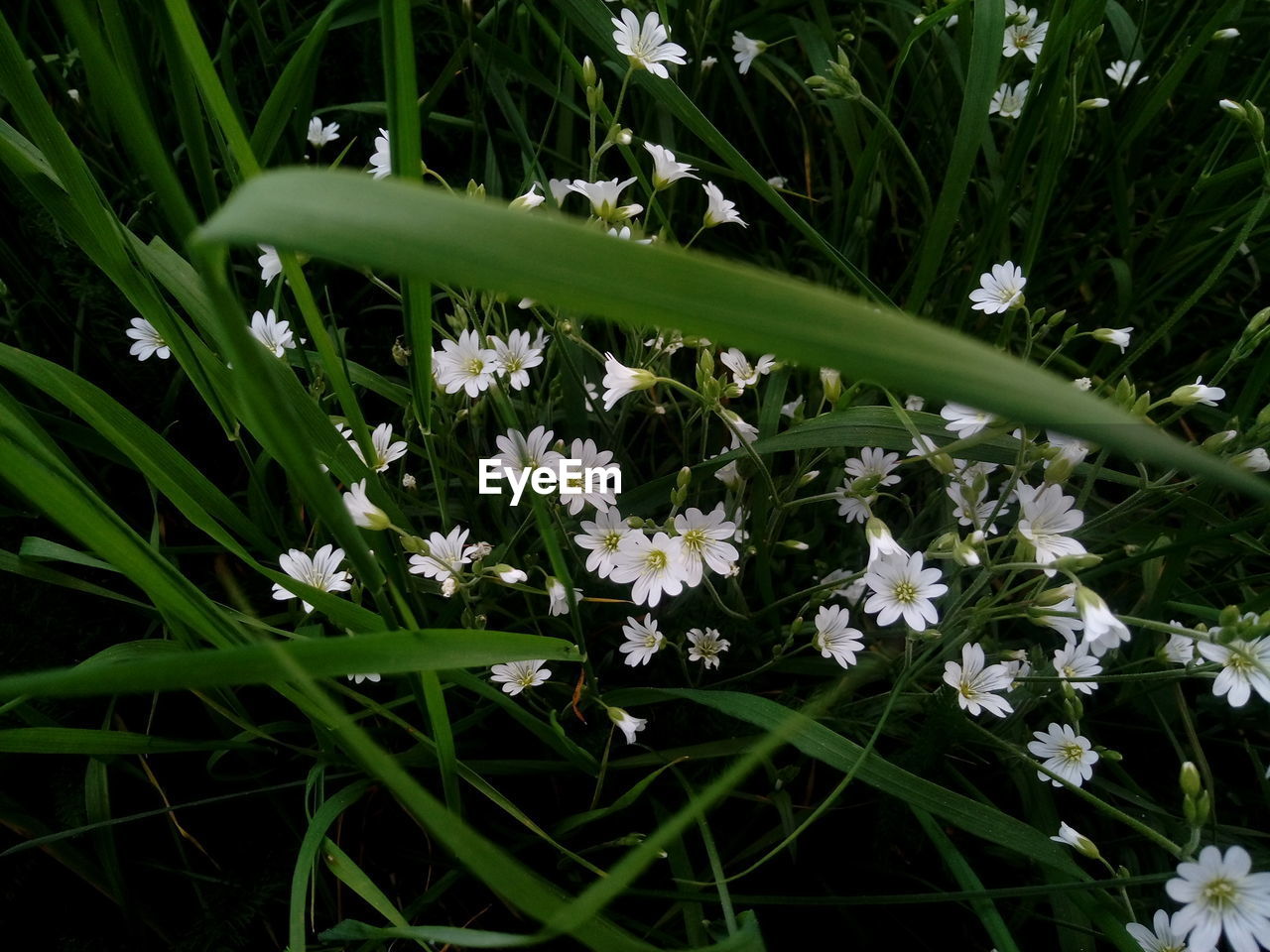 CLOSE-UP OF WHITE FLOWERS BLOOMING ON GRASS