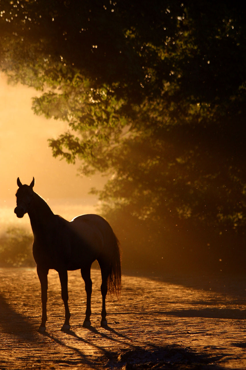 SILHOUETTE HORSE STANDING ON LAND AGAINST SKY