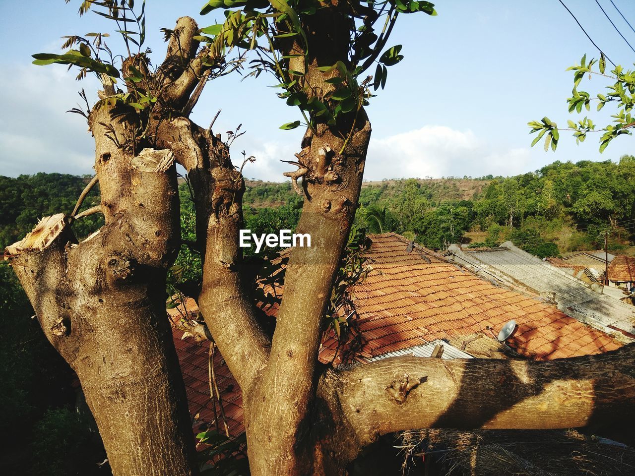 TREES ON TREE TRUNK