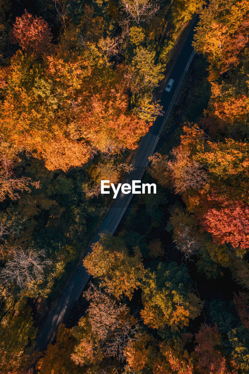 HIGH ANGLE VIEW OF ROAD BY TREES DURING AUTUMN