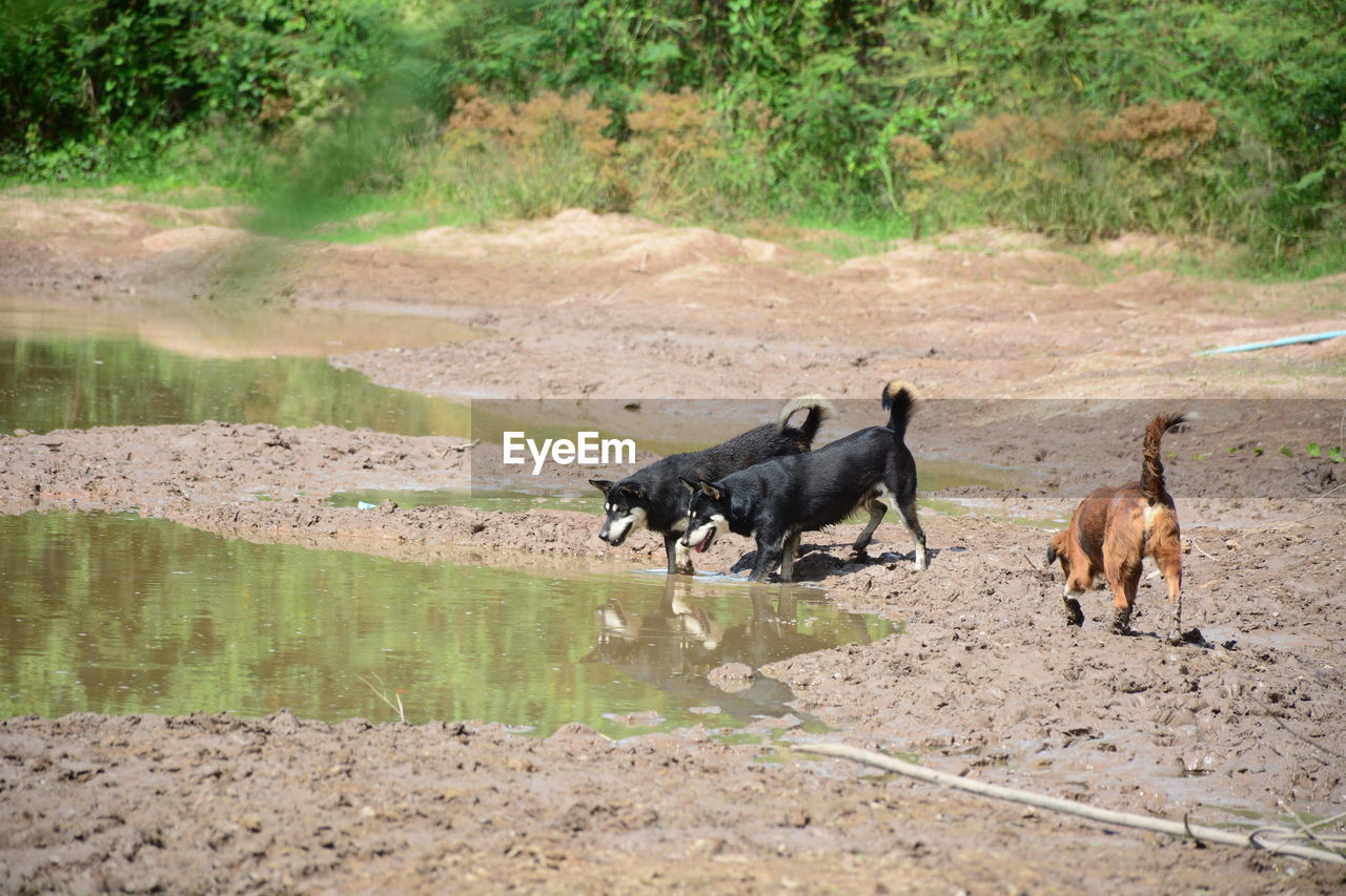 View of a dog on landscape