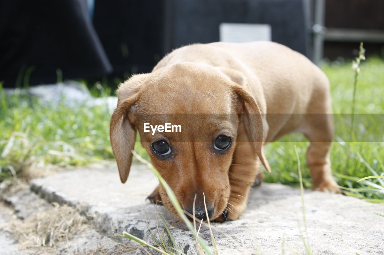 CLOSE-UP PORTRAIT OF DOG