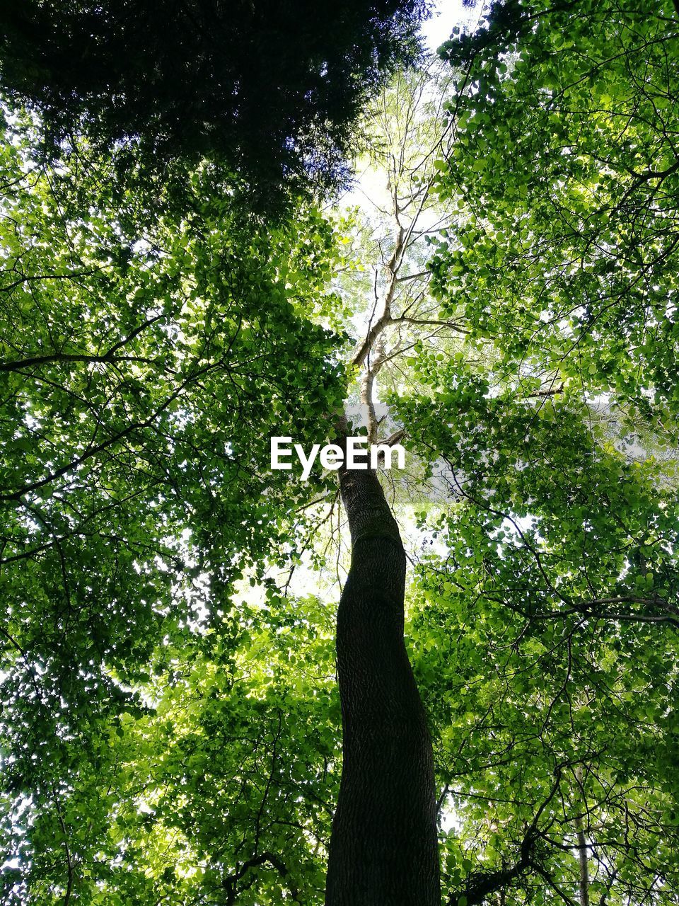 LOW ANGLE VIEW OF TREES