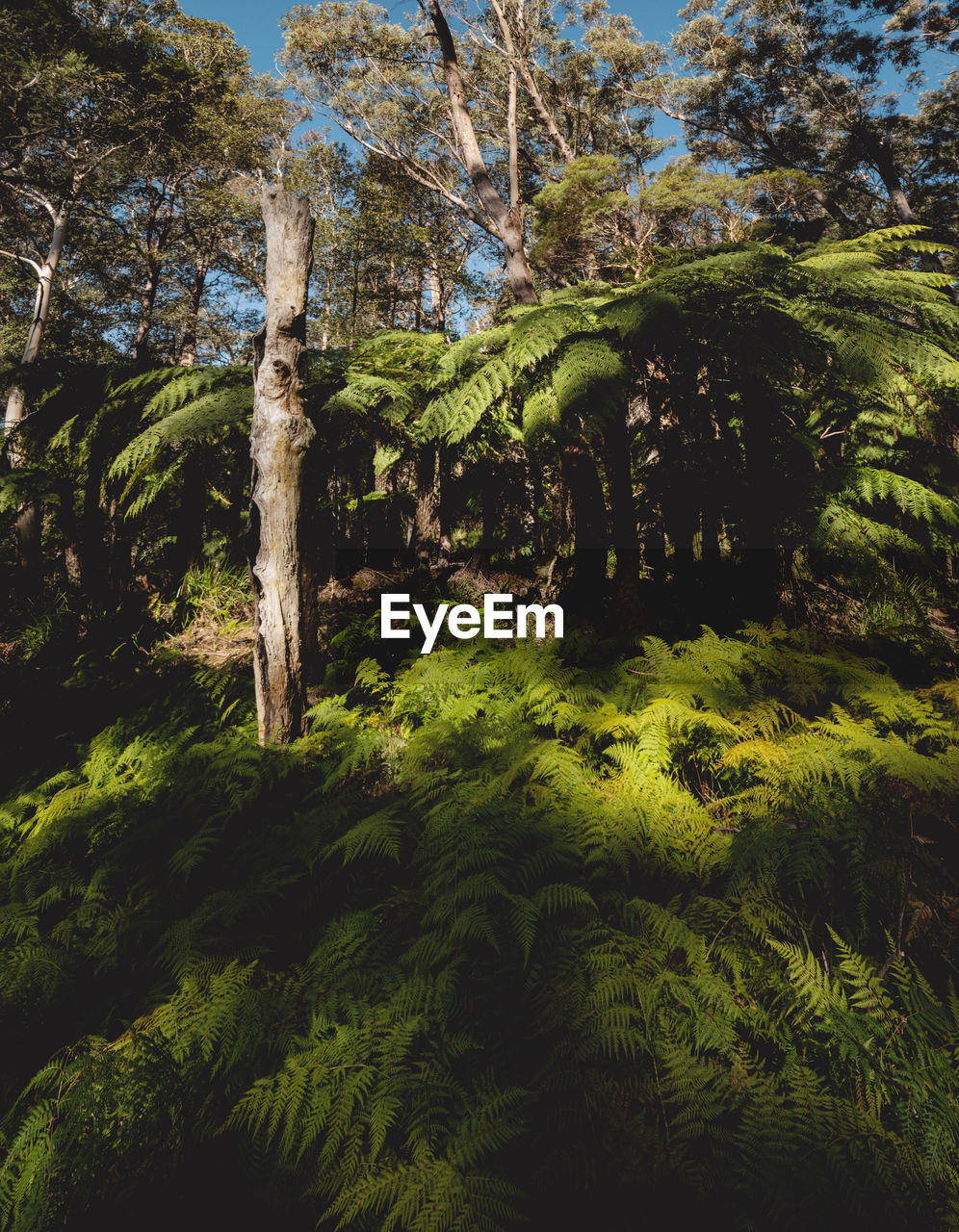 VIEW OF TREES IN FOREST