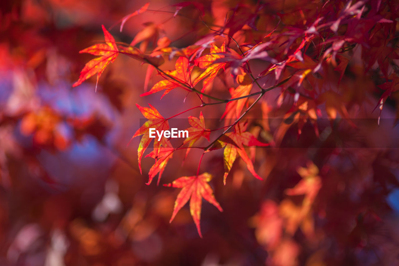 CLOSE-UP OF MAPLE LEAVES ON TREE