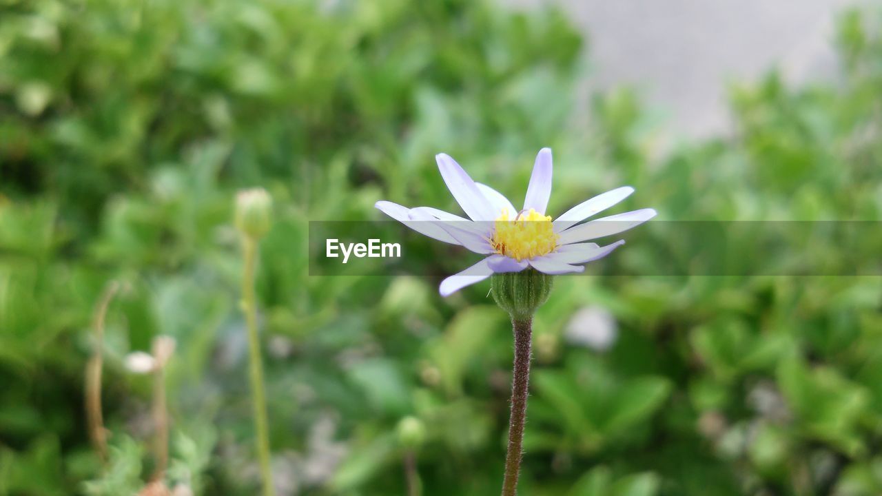 CLOSE-UP OF WHITE FLOWER