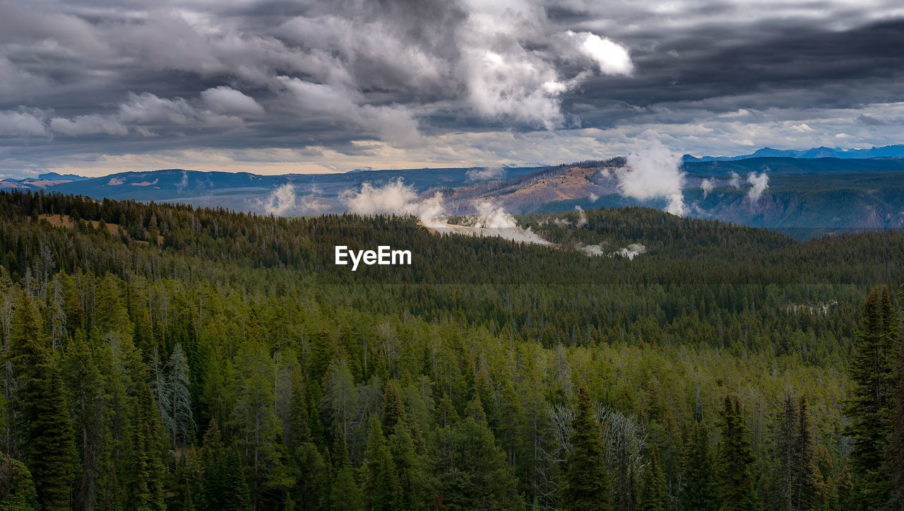 PANORAMIC VIEW OF PINE TREES ON LANDSCAPE