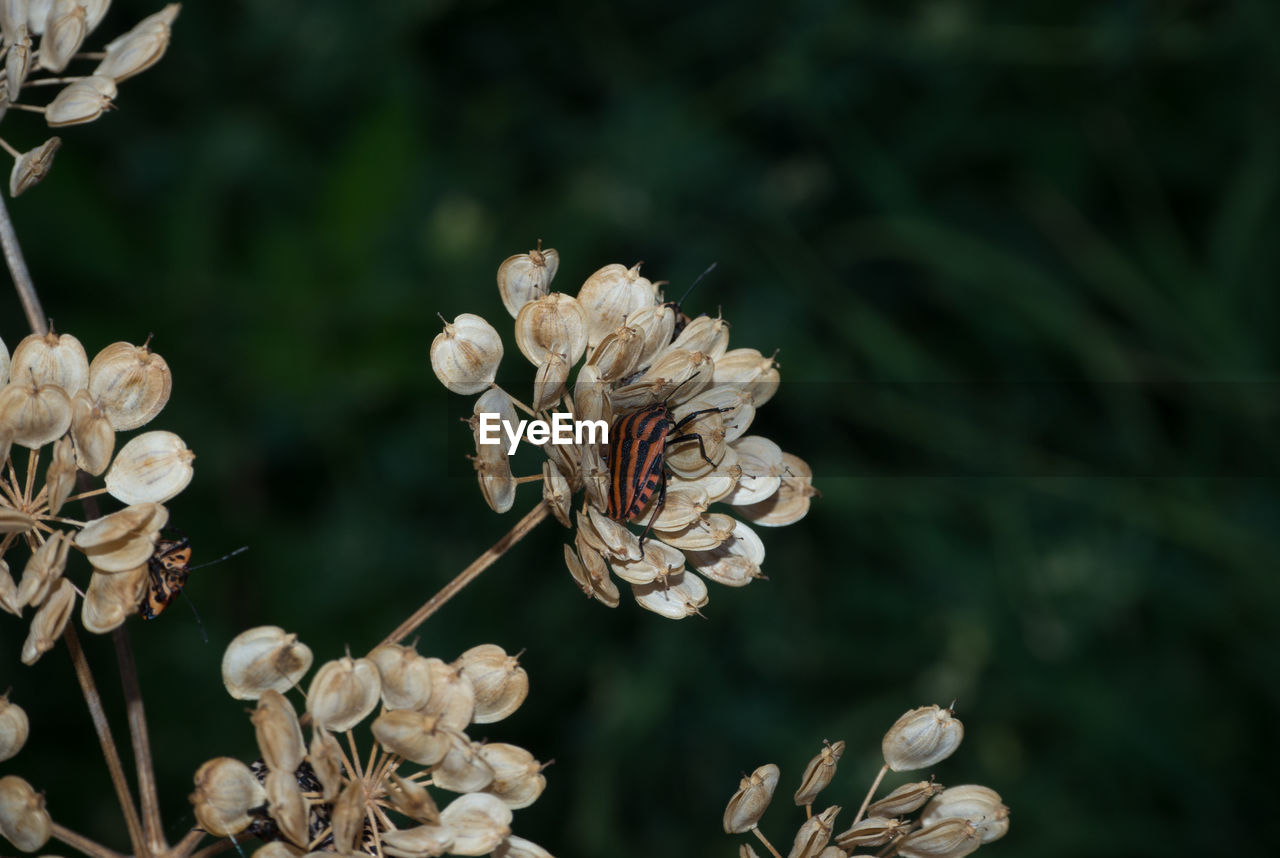 CLOSE-UP OF WILTED FLOWERS ON PLANT