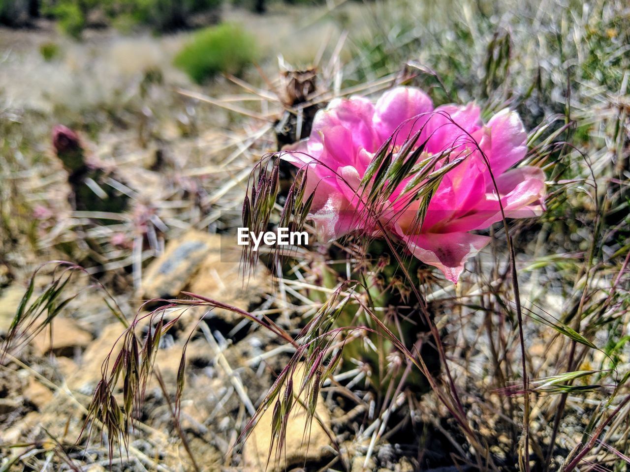 PINK FLOWERS BLOOMING ON FIELD