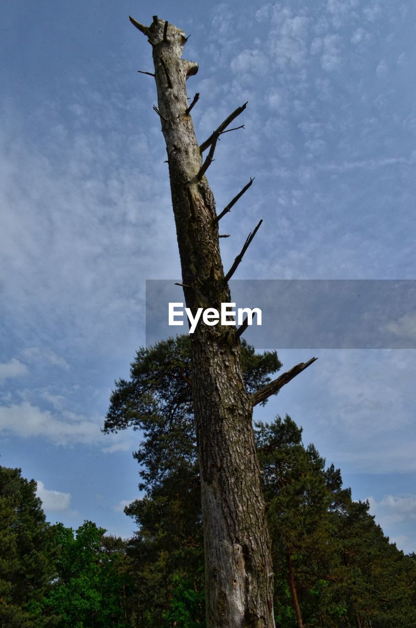 LOW ANGLE VIEW OF TREES AGAINST SKY