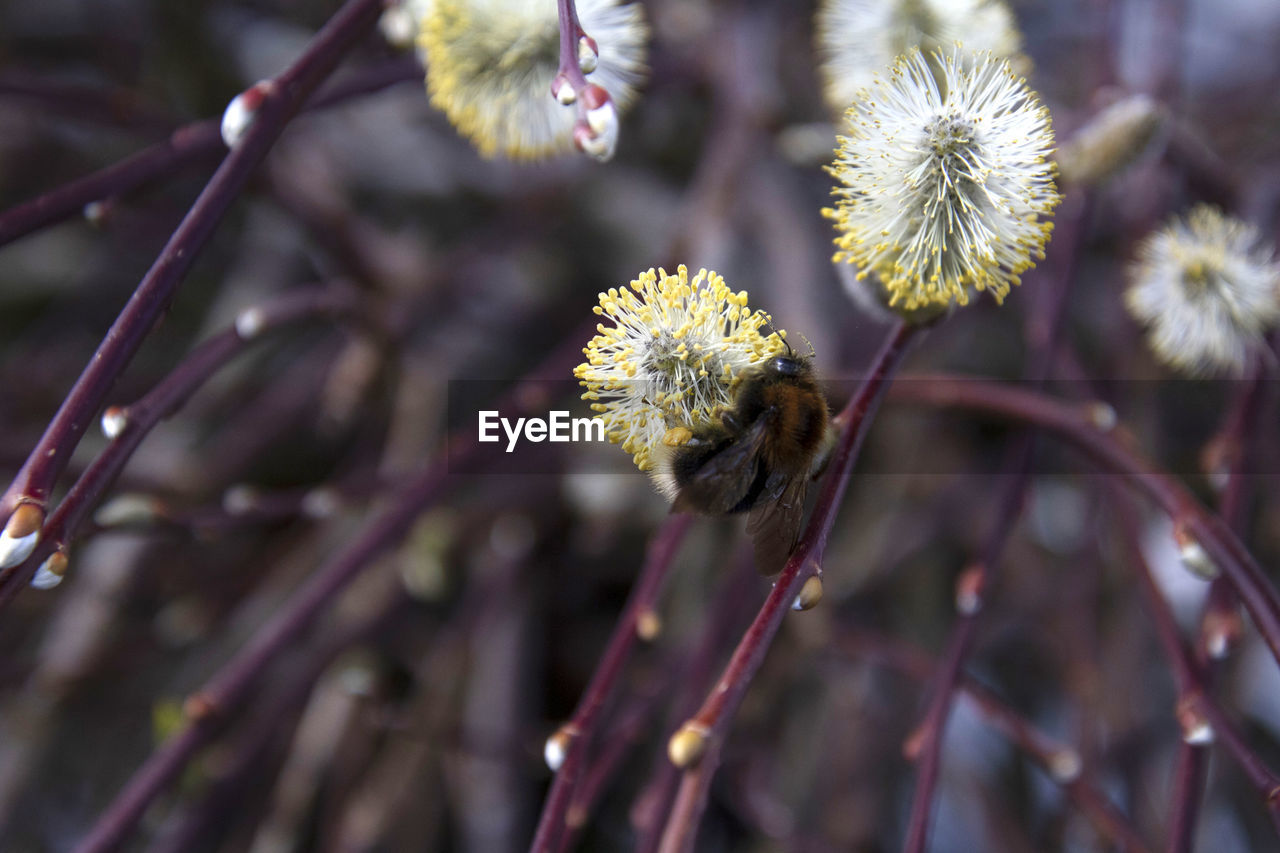 CLOSE-UP OF BEE ON PLANT