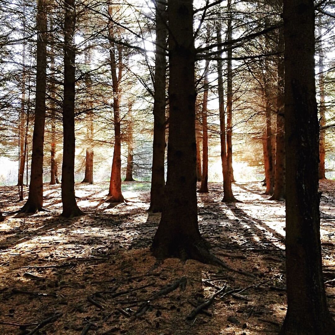 Trees in forest