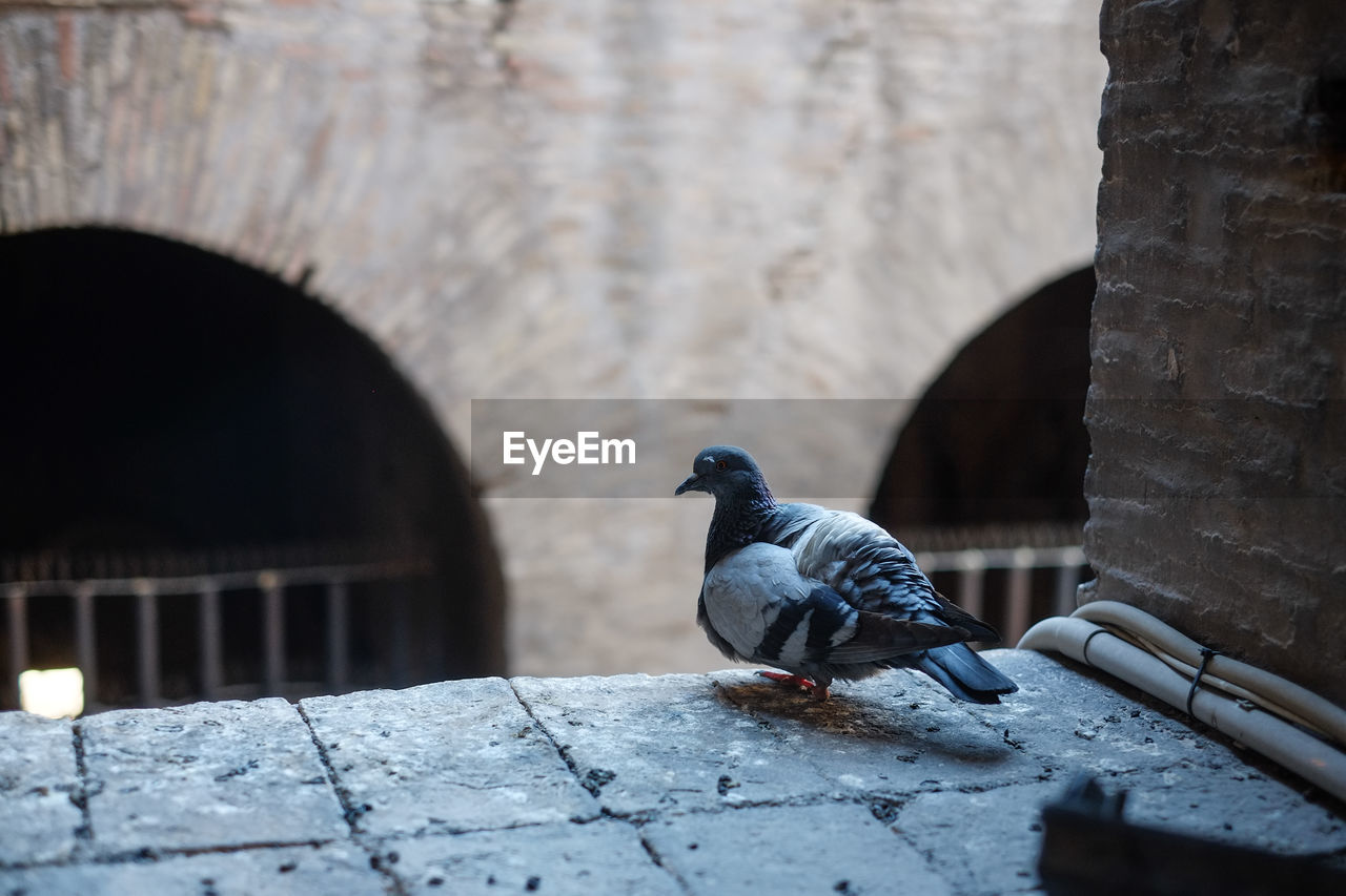 BIRDS PERCHING ON RETAINING WALL