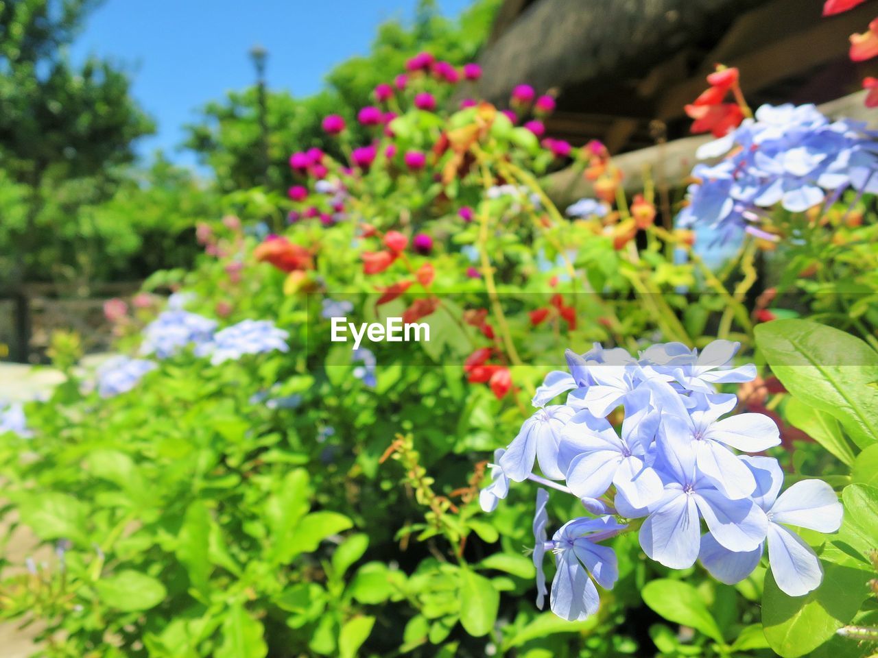 CLOSE-UP OF FLOWERS BLOOMING