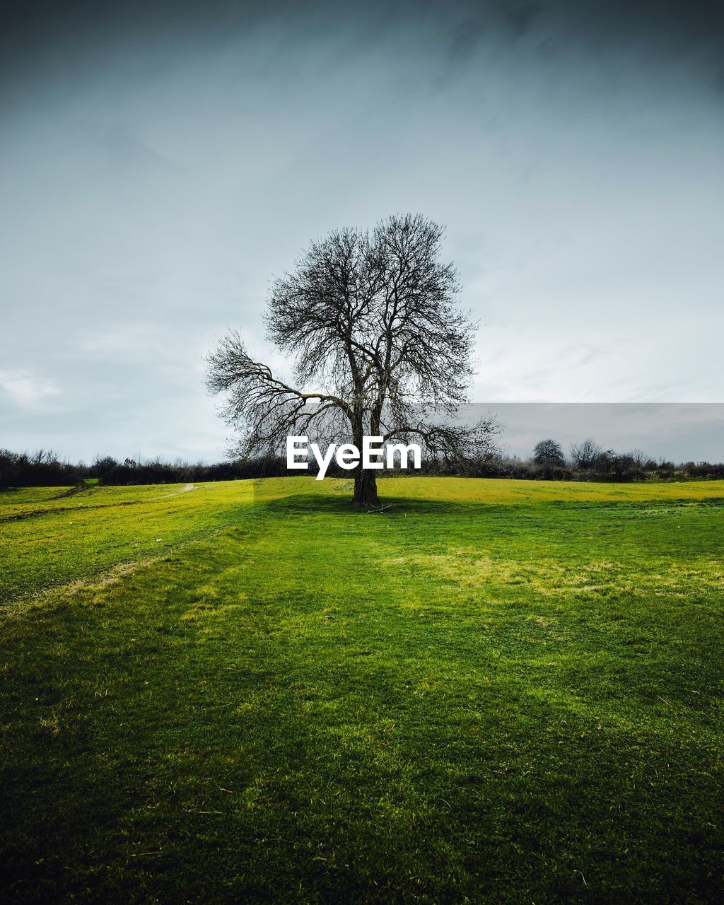 BARE TREE IN FIELD