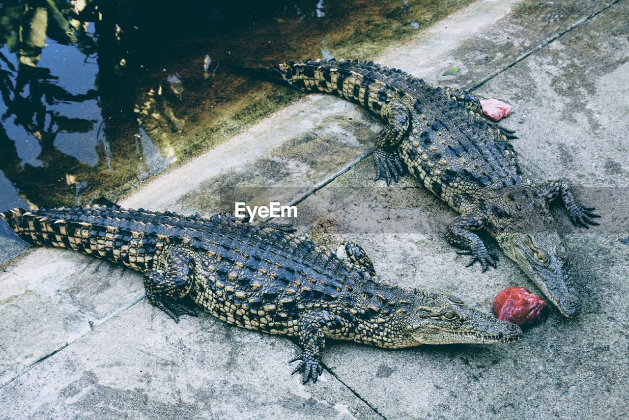 Two crocodiles in kruger national park