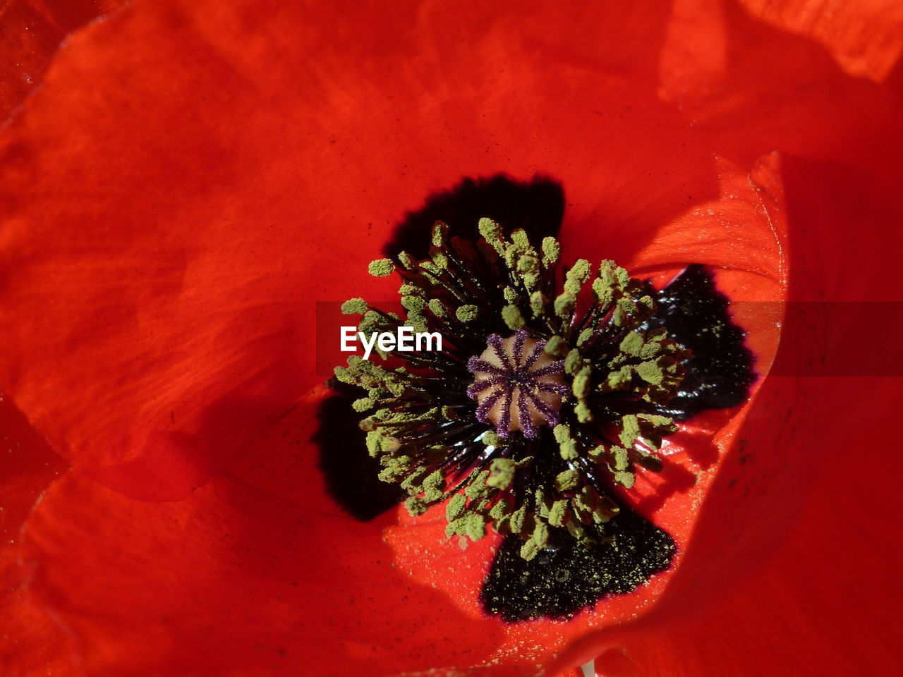 CLOSE-UP OF RED ROSE